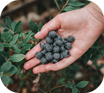 Hand Holding Berries
